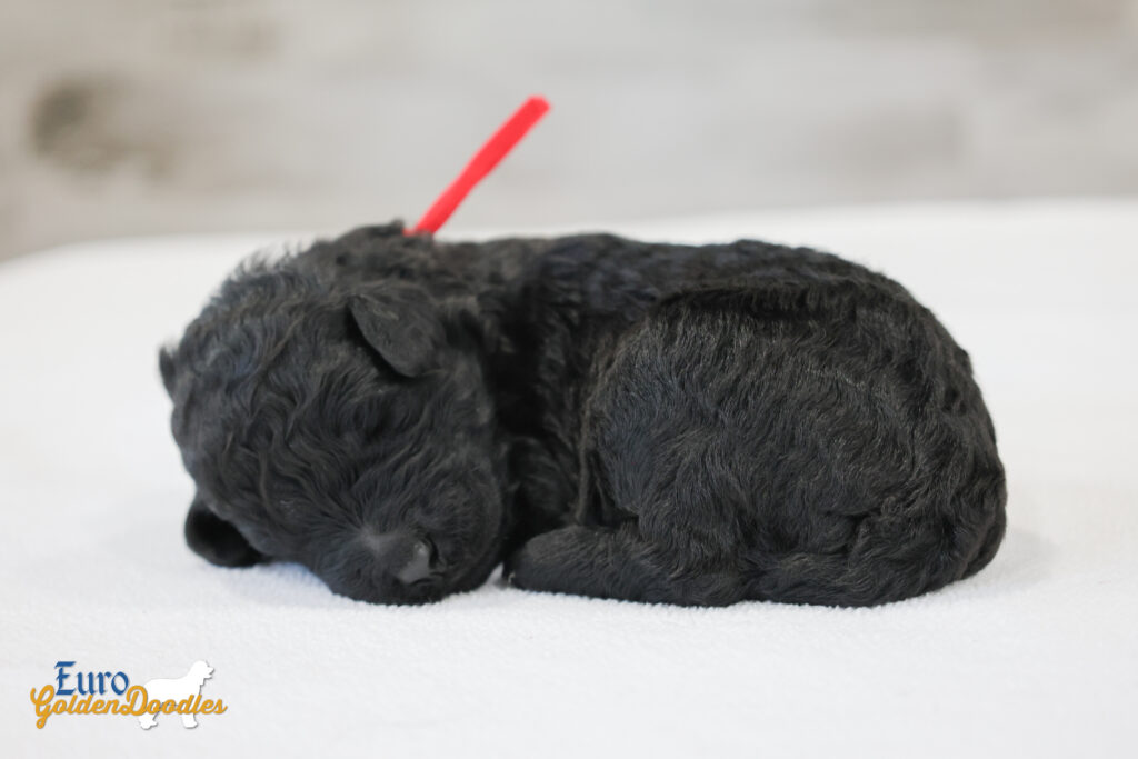 ms.red nova chito sept25 2wks2 ms.red nova chito sept25 2wks2
