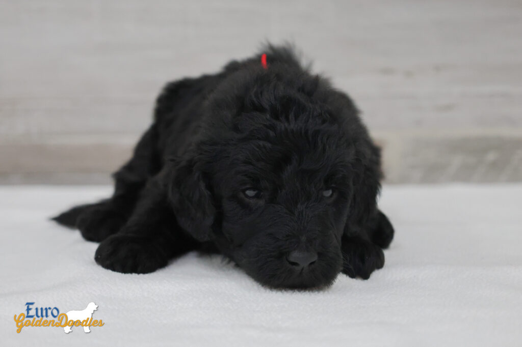 ms.red nova chito sept25 4wks1 ms.red nova chito sept25 4wks1