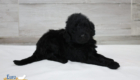ms.red nova chito sept25 4wks2