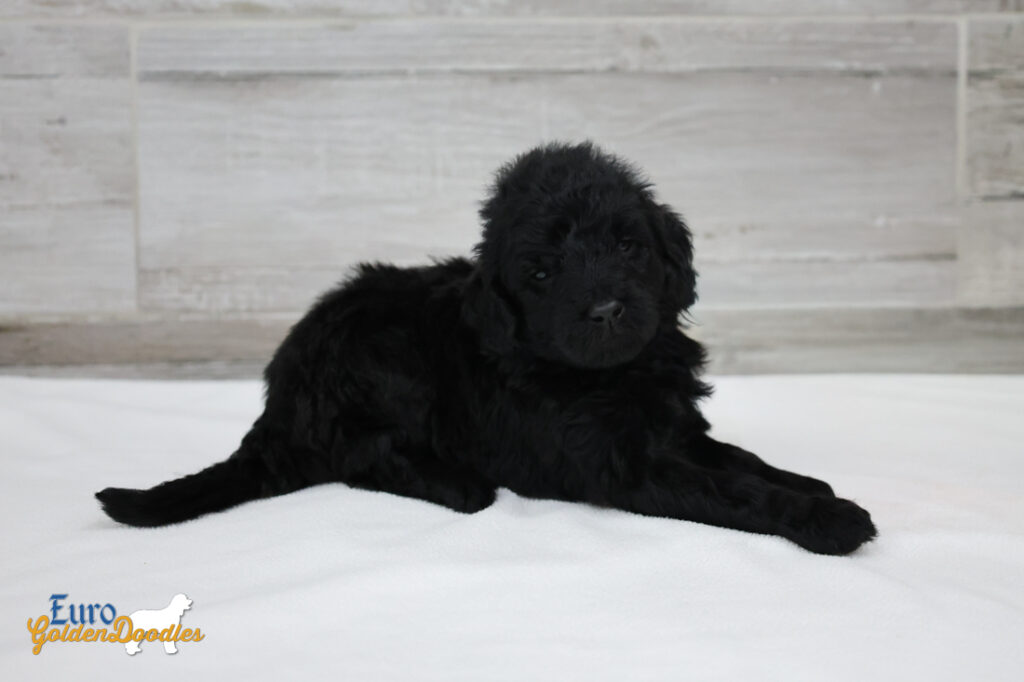 ms.red nova chito sept25 4wks2 ms.red nova chito sept25 4wks2