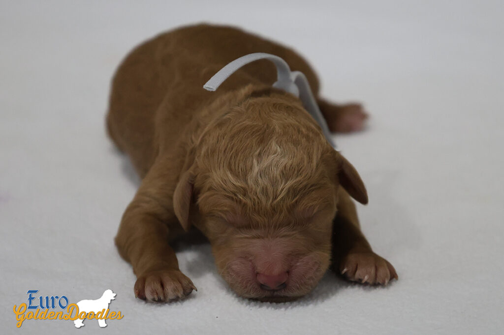 mr gray mila chito may25 newborn