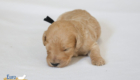 mr.black penny hendrix apr25 2wks1