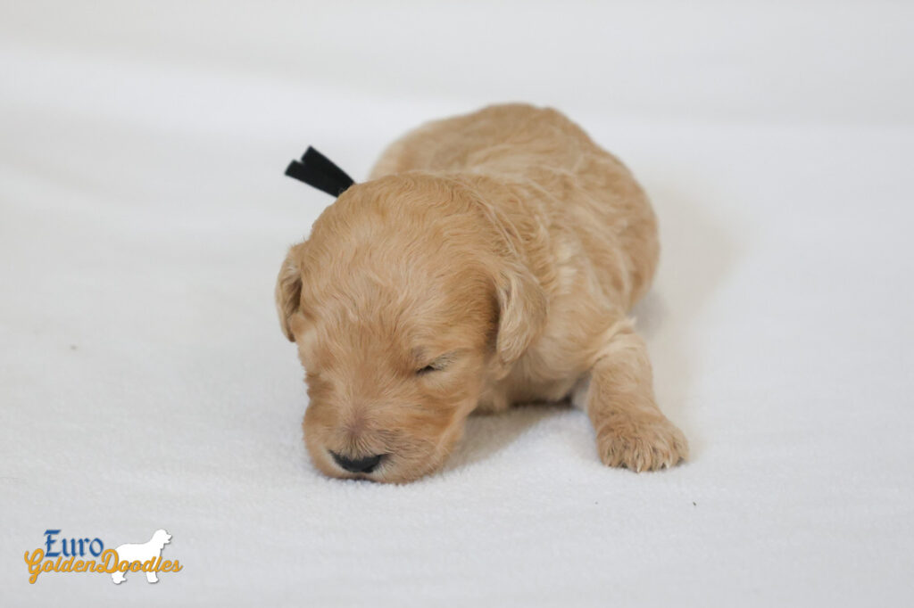 mr.black penny hendrix apr25 2wks1