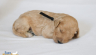 mr.black penny hendrix apr25 2wks2