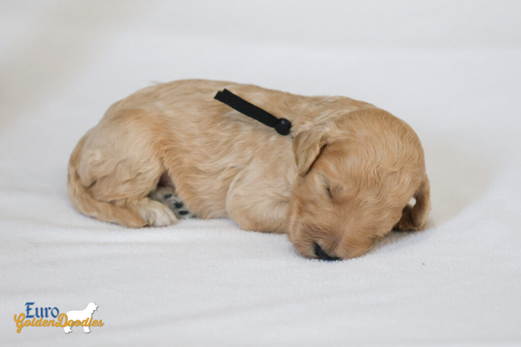 mr.black penny hendrix apr25 2wks2