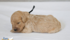 mr.black penny hendrix apr25 2wks3