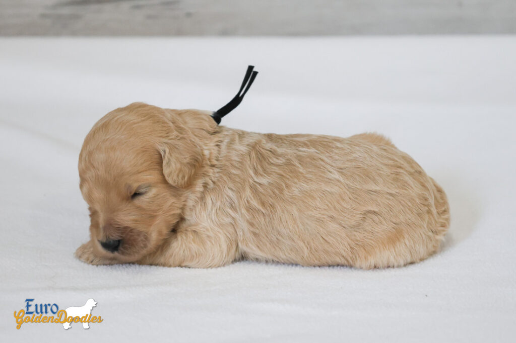 mr.black penny hendrix apr25 2wks3