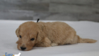 mr.black penny hendrix apr25 4wks1
