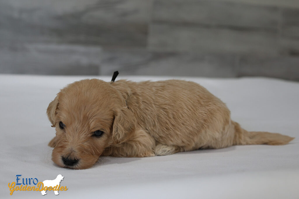 mr.black penny hendrix apr25 4wks1