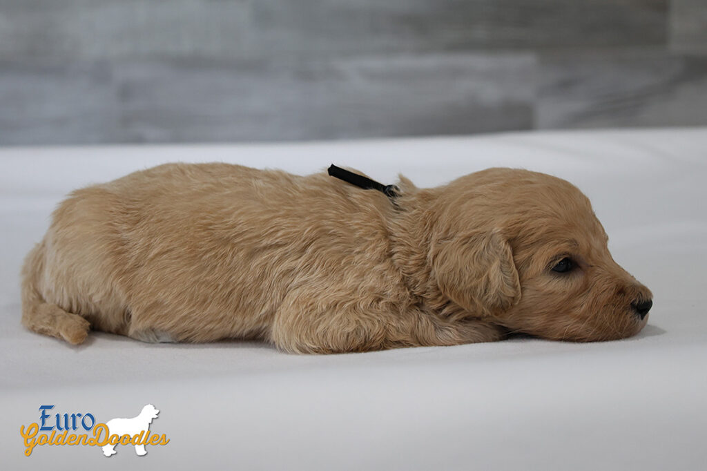 mr.black penny hendrix apr25 4wks2