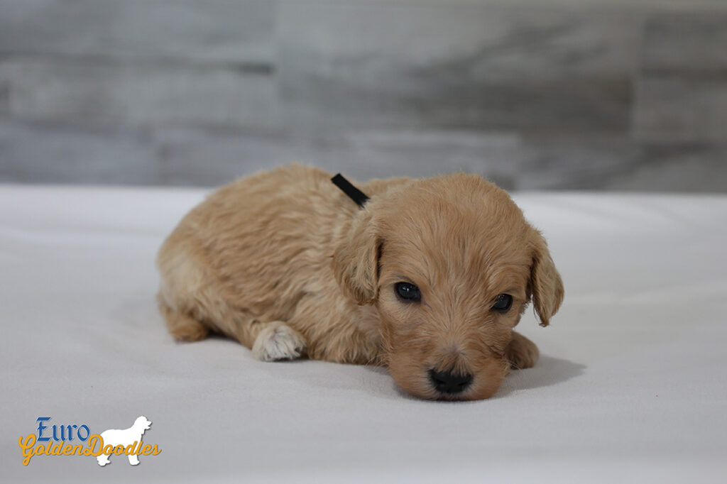 mr.black penny hendrix apr25 4wks3