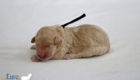 mr.black penny hendrix apr25 newborn