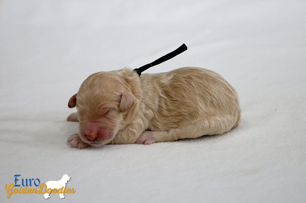 mr.black penny hendrix apr25 newborn