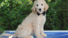 mr.black penny hendrix april26 12wks6