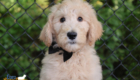 mr.black penny hendrix april26 12wks8