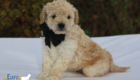mr.black pippa enzo nov10 6wks1