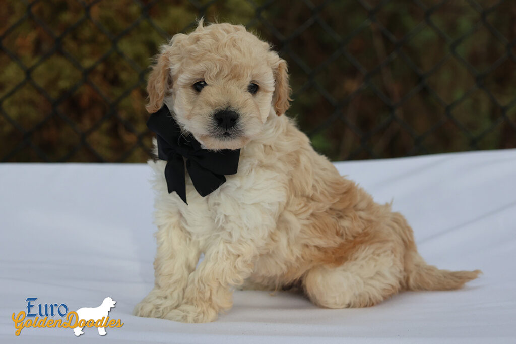 mr.black pippa enzo nov10 6wks1 mr.black pippa enzo nov10 6wks1