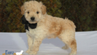 mr.black pippa enzo nov10 6wks3