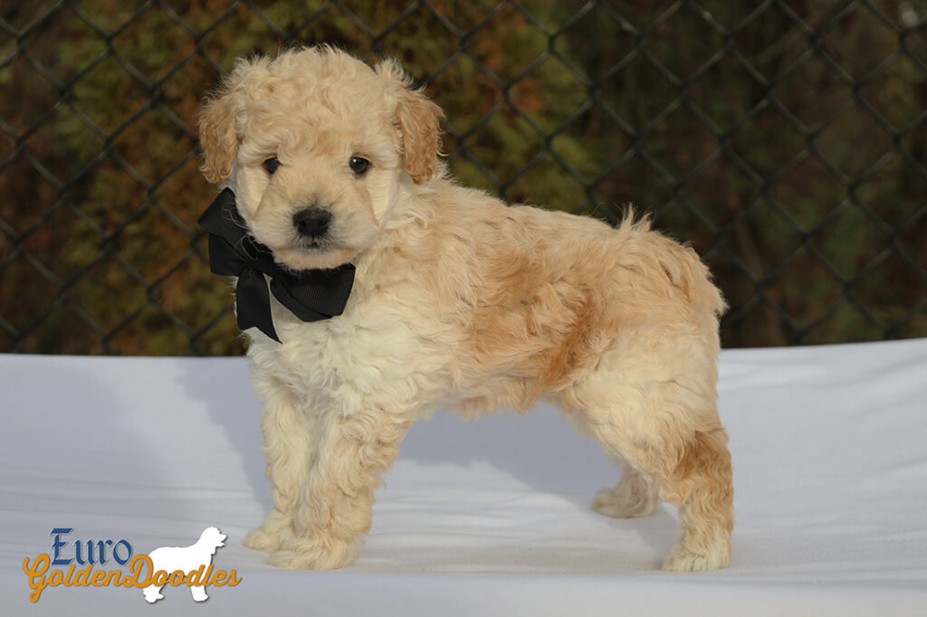 mr.black pippa enzo nov10 6wks3 mr.black pippa enzo nov10 6wks3