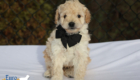 mr.black pippa enzo nov10 6wks5