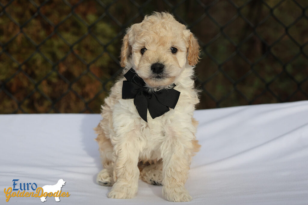 mr.black pippa enzo nov10 6wks5 mr.black pippa enzo nov10 6wks5