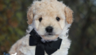 mr.black pippa enzo nov10 6wks6