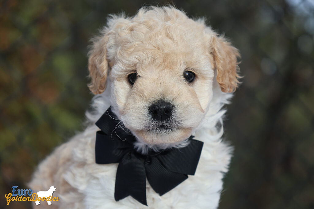 mr.black pippa enzo nov10 6wks6 mr.black pippa enzo nov10 6wks6
