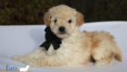 mr.black pippa enzo nov10 6wks8