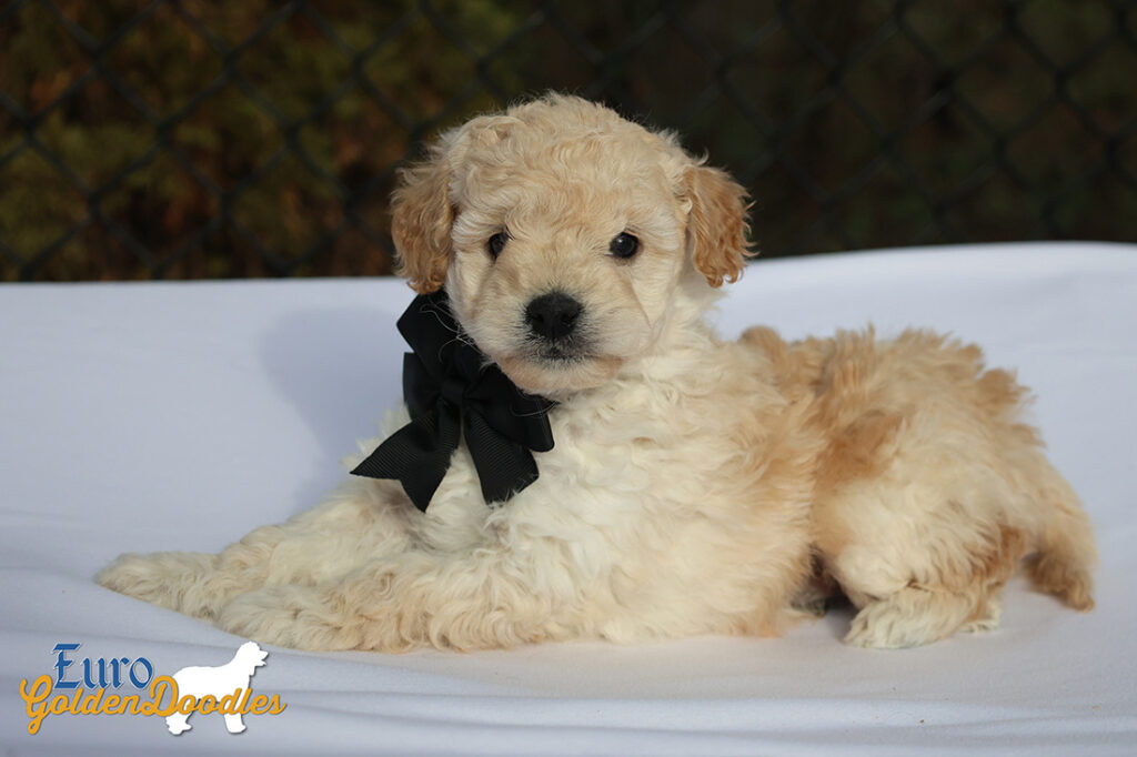 mr.black pippa enzo nov10 6wks8 mr.black pippa enzo nov10 6wks8