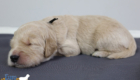 mr.black stevie kimbo dec16 2wks2