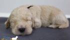 mr.black stevie kimbo dec16 2wks3