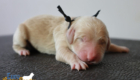 mr.black stevie kimbo dec25 newborn
