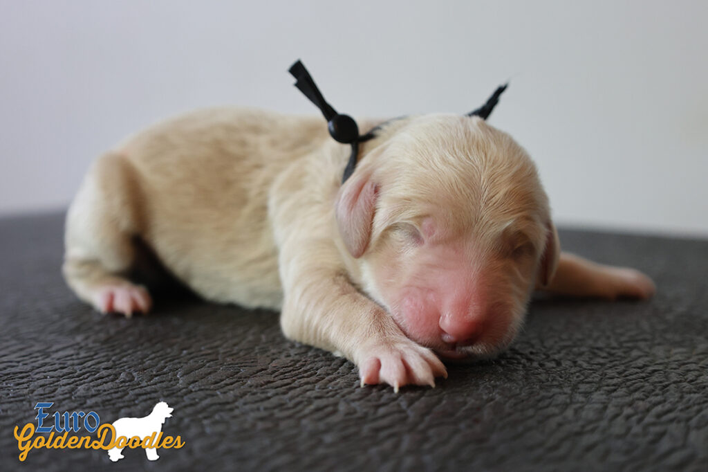 mr.black stevie kimbo dec25 newborn mr.black stevie kimbo dec25 newborn