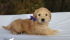 mr.blue pippa enzo nov10 6wks2