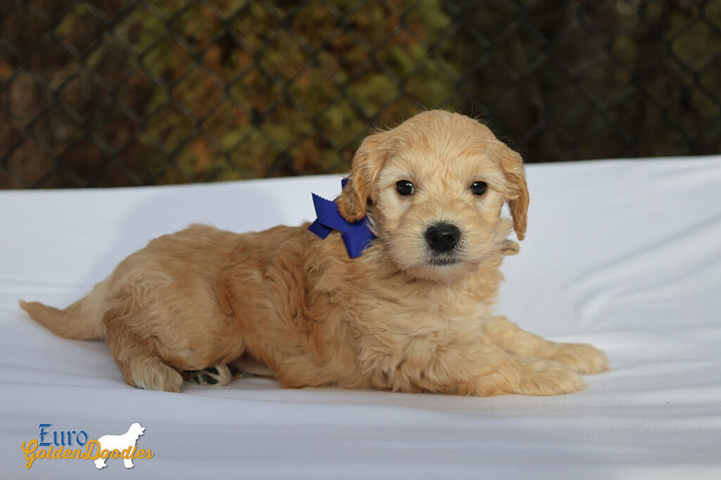 mr.blue pippa enzo nov10 6wks2 mr.blue pippa enzo nov10 6wks2