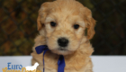 mr.blue pippa enzo nov10 6wks3