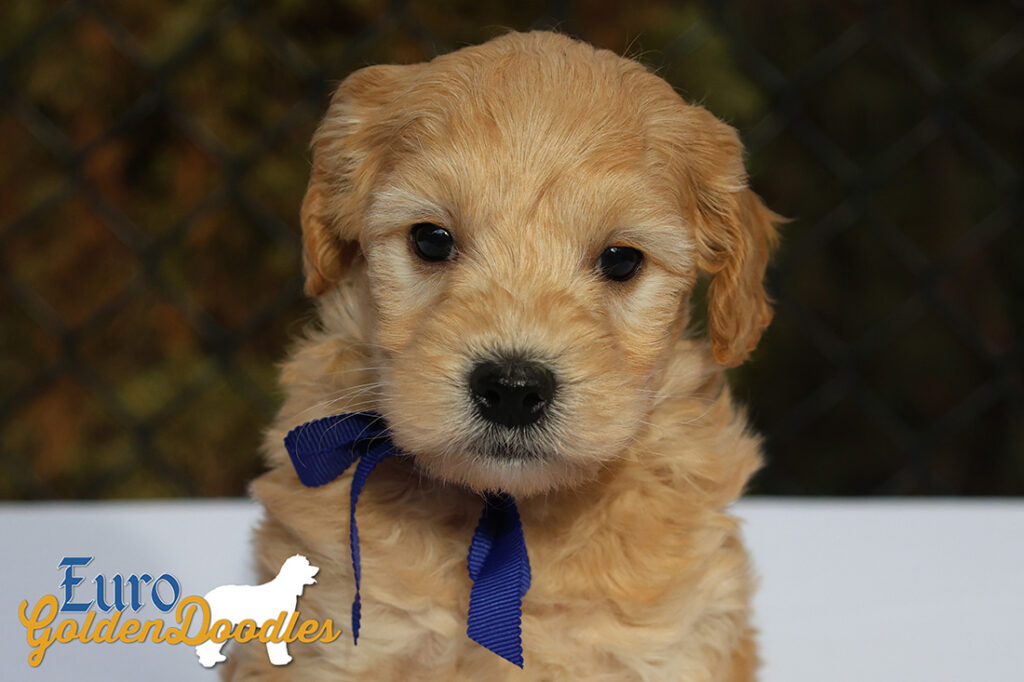 mr.blue pippa enzo nov10 6wks3 mr.blue pippa enzo nov10 6wks3