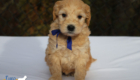 mr.blue pippa enzo nov10 6wks4
