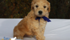 mr.blue pippa enzo nov10 6wks5