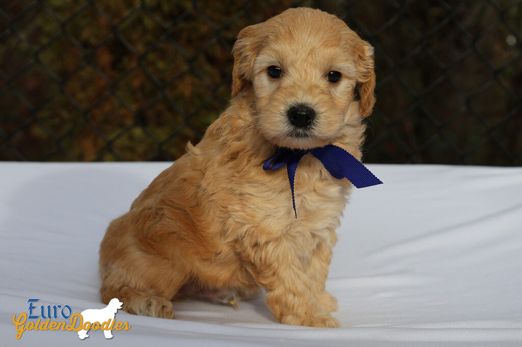 mr.blue pippa enzo nov10 6wks5 mr.blue pippa enzo nov10 6wks5