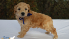 mr.blue pippa enzo nov10 6wks7
