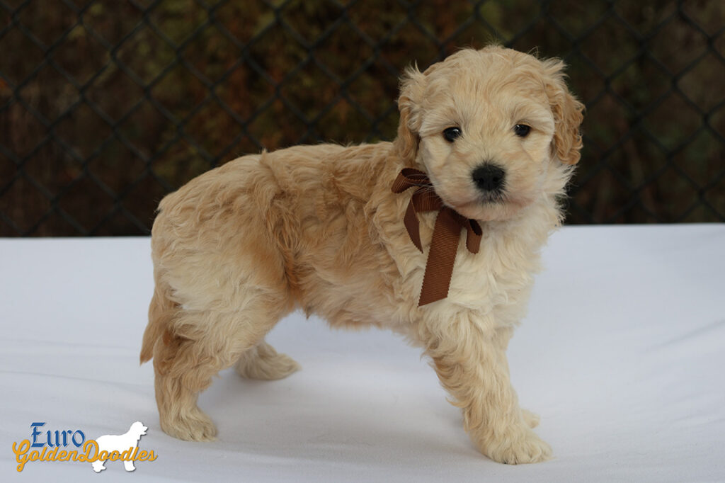 mr.brown pippa enzo nov10 6wks3 mr.brown pippa enzo nov10 6wks3