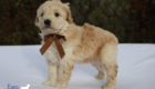 mr.brown pippa enzo nov10 6wks4