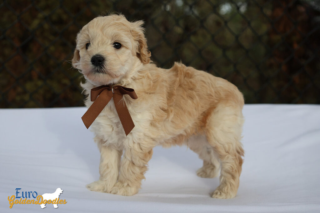 mr.brown pippa enzo nov10 6wks4 mr.brown pippa enzo nov10 6wks4