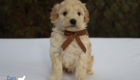 mr.brown pippa enzo nov10 6wks5