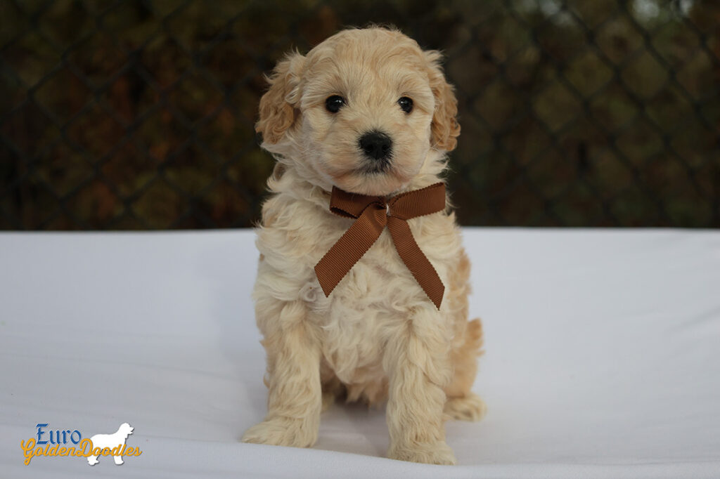 mr.brown pippa enzo nov10 6wks5 mr.brown pippa enzo nov10 6wks5