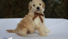 mr.brown pippa enzo nov10 6wks6