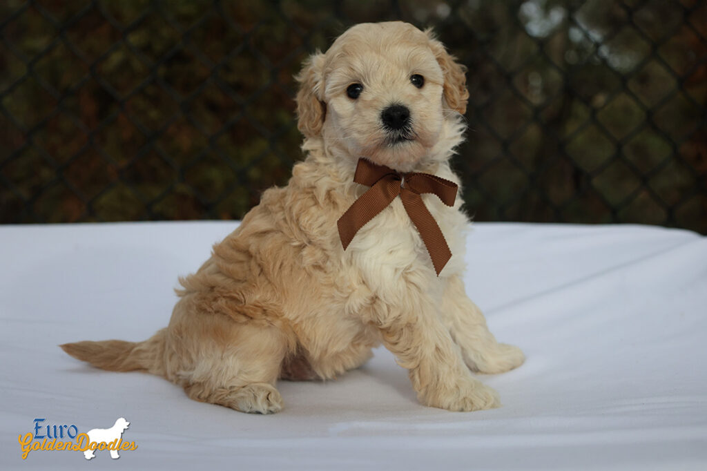 mr.brown pippa enzo nov10 6wks6 mr.brown pippa enzo nov10 6wks6