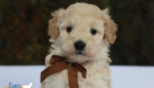 mr.brown pippa enzo nov10 6wks7