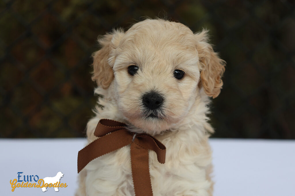 mr.brown pippa enzo nov10 6wks7 mr.brown pippa enzo nov10 6wks7